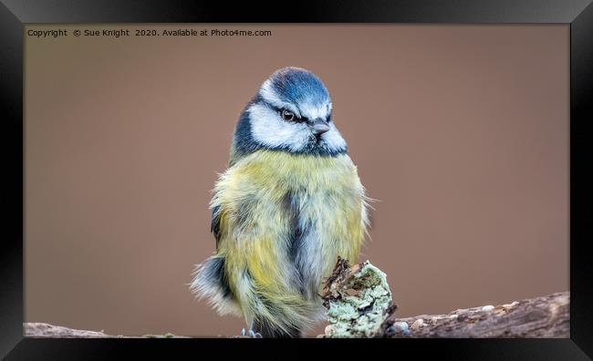 The Blue Tit Framed Print by Sue Knight