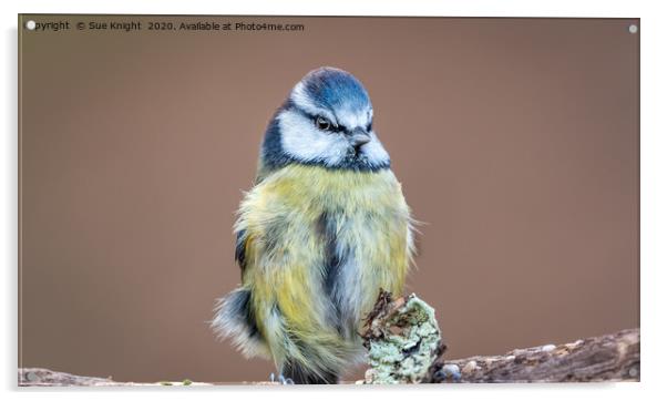 The Blue Tit Acrylic by Sue Knight