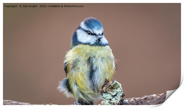 The Blue Tit Print by Sue Knight