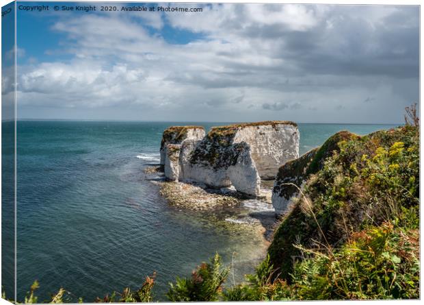 Old Harry's Rocks, Dorset  Canvas Print by Sue Knight
