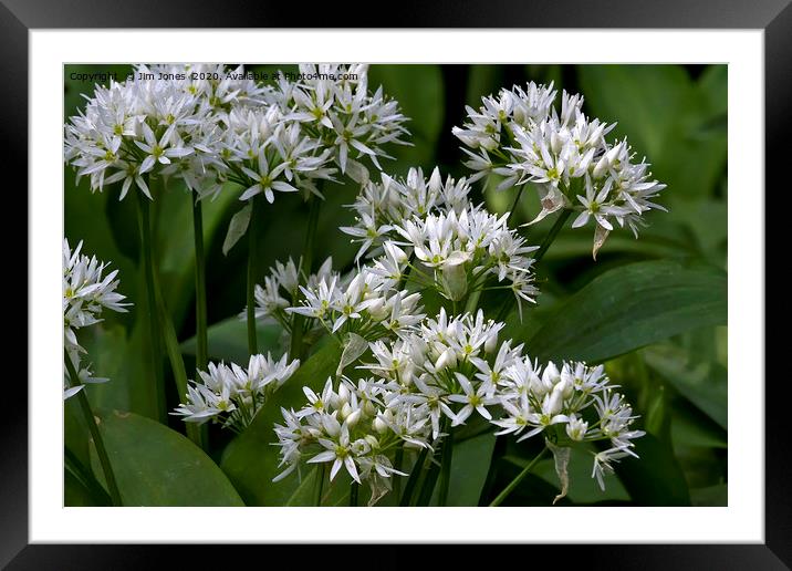 English Wild Flowers - Wild Garlic Framed Mounted Print by Jim Jones