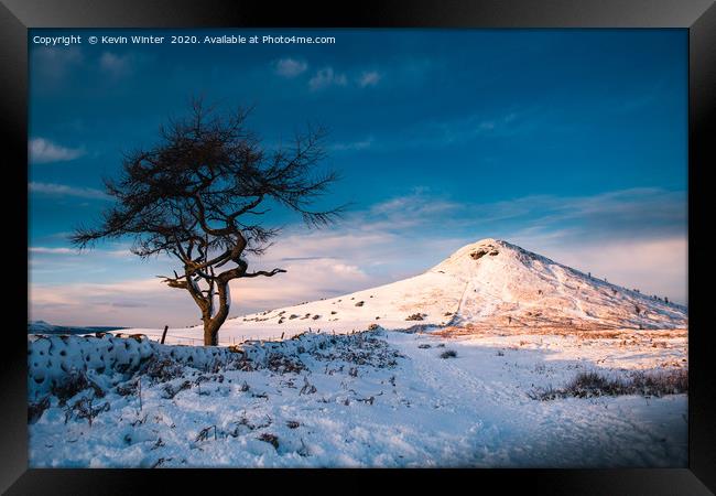 Snowy Roseberry Tree Framed Print by Kevin Winter