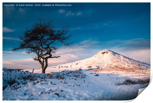 Snowy Roseberry Tree Print by Kevin Winter