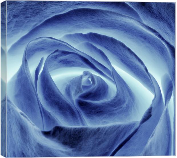 Blue Rose Canvas Print by Mike Gorton