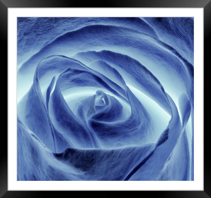 Blue Rose Framed Mounted Print by Mike Gorton