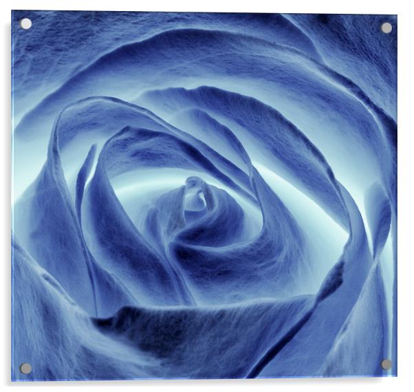 Blue Rose Acrylic by Mike Gorton