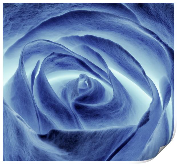 Blue Rose Print by Mike Gorton