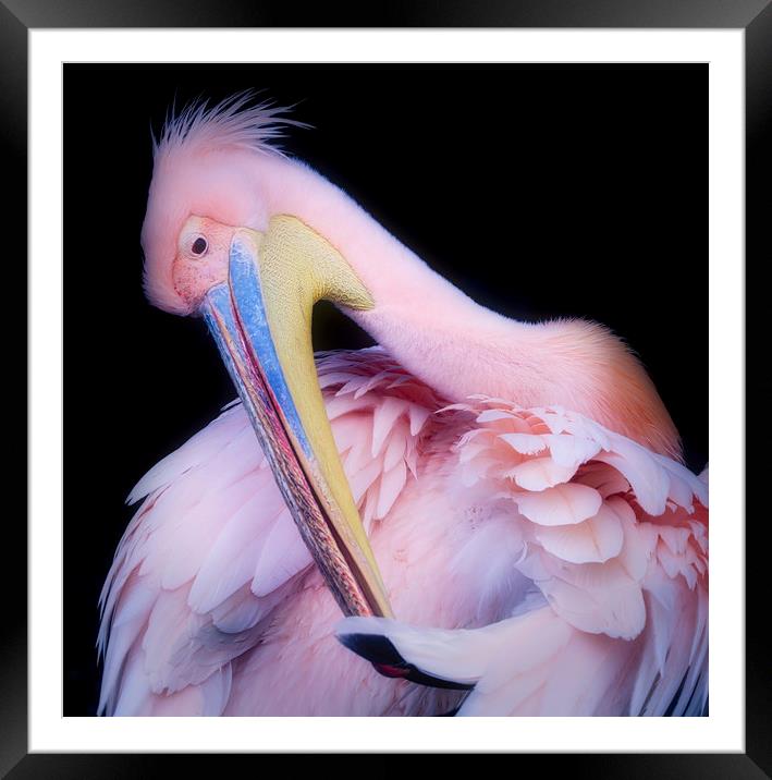 Pink Backed Pelican preening itself Framed Mounted Print by Simon Marlow