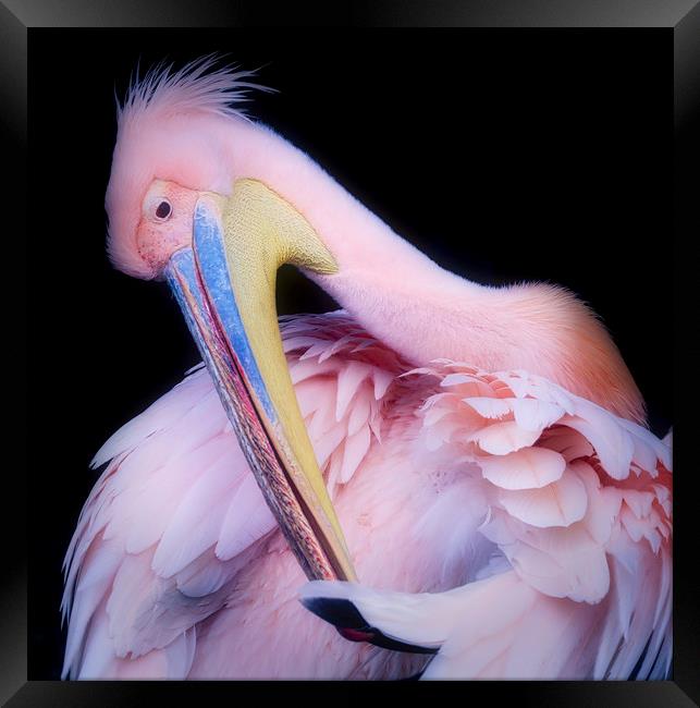 Pink Backed Pelican preening itself Framed Print by Simon Marlow
