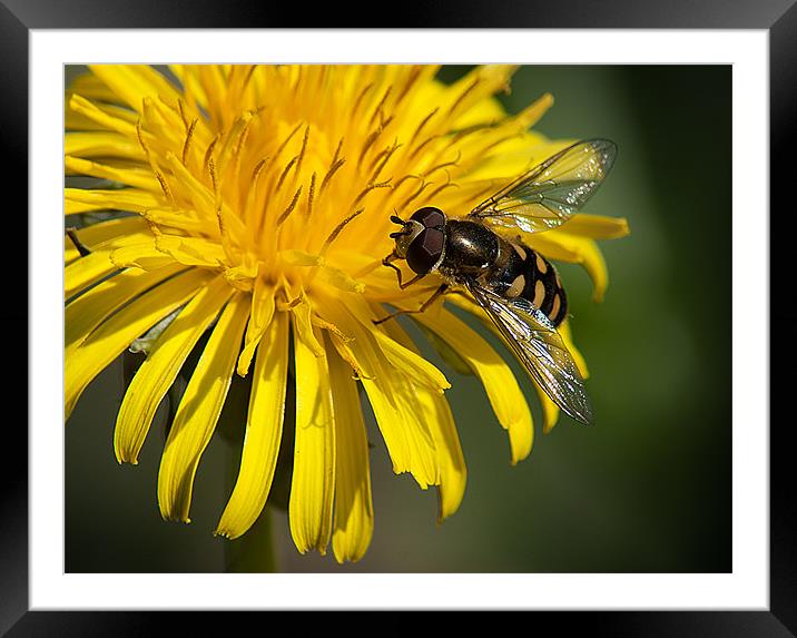 Hover Fly Framed Mounted Print by Keith Thorburn EFIAP/b