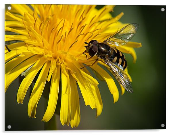 Hover Fly Acrylic by Keith Thorburn EFIAP/b