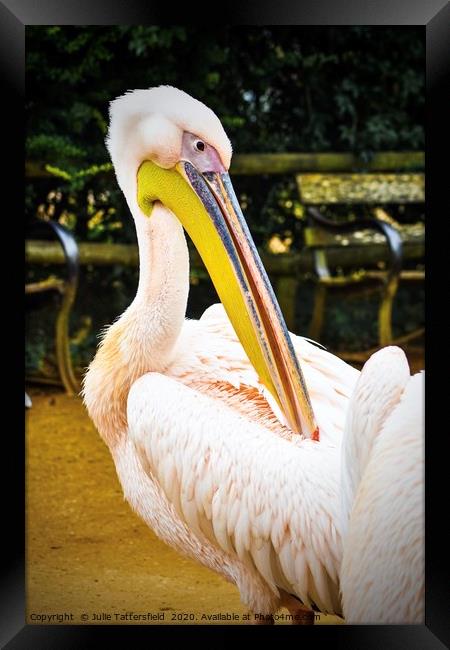 beautiful pelican Framed Print by Julie Tattersfield