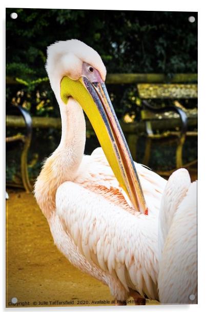 beautiful pelican Acrylic by Julie Tattersfield