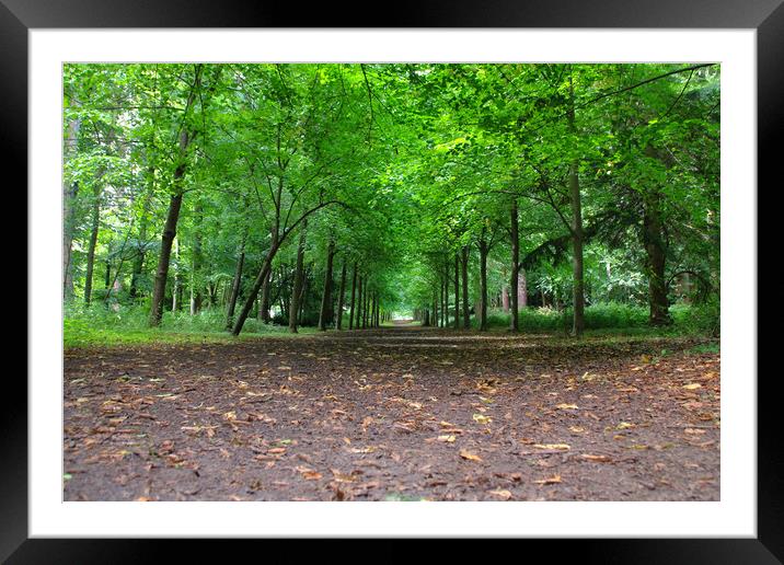 Majestic Pathway Through Lush Trees Framed Mounted Print by Simon Marlow