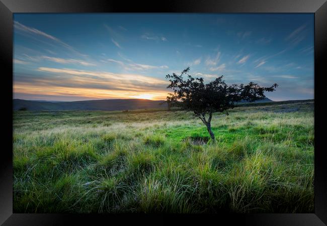 A lone tree at sunset Framed Print by Leighton Collins