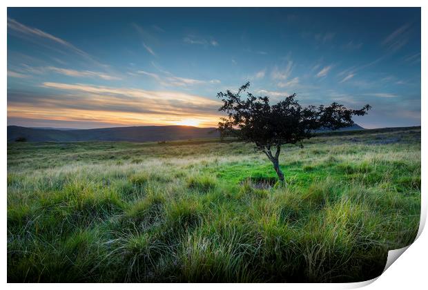 A lone tree at sunset Print by Leighton Collins