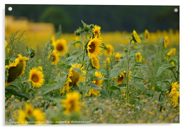Sunflower Acrylic by Paul Chambers