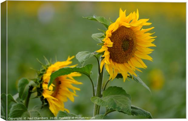Sunflower Canvas Print by Paul Chambers