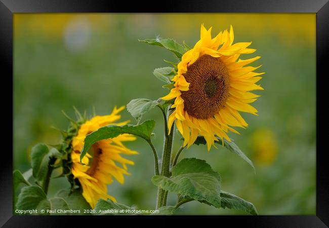 Sunflower Framed Print by Paul Chambers