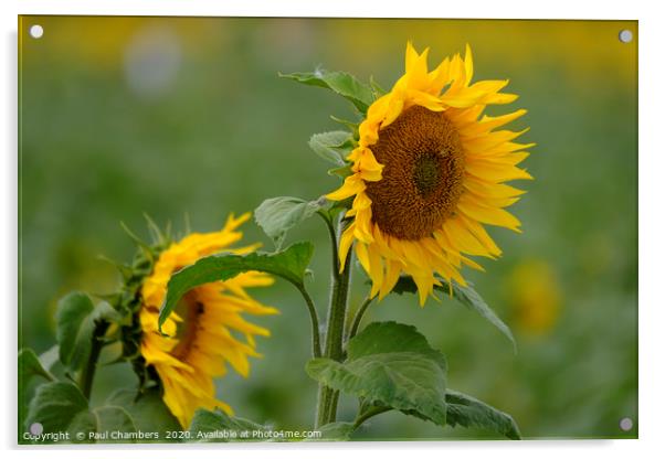 Sunflower Acrylic by Paul Chambers