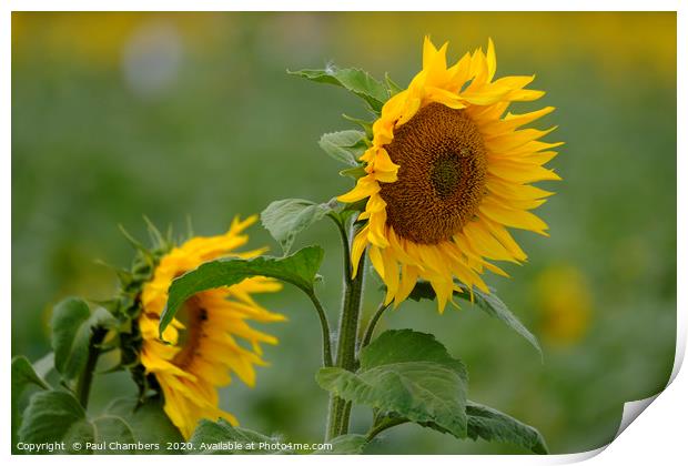 Sunflower Print by Paul Chambers