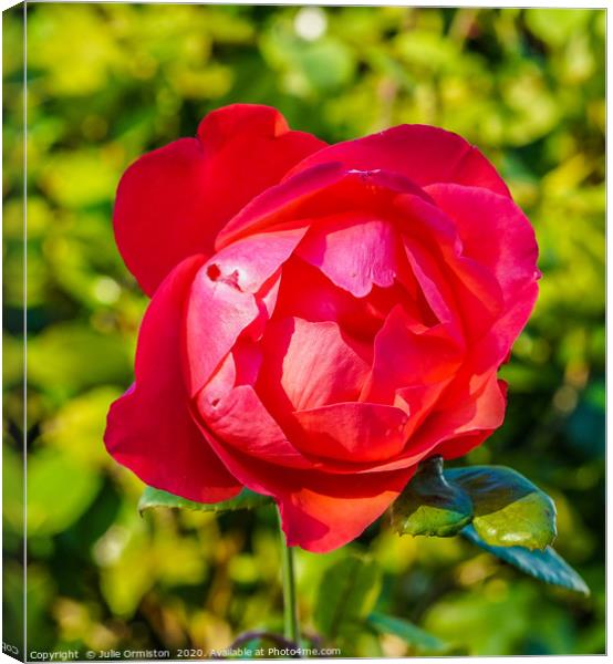 The Rose. Canvas Print by Julie Ormiston