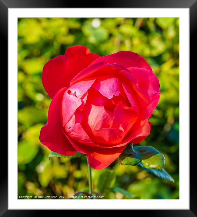 The Rose. Framed Mounted Print by Julie Ormiston