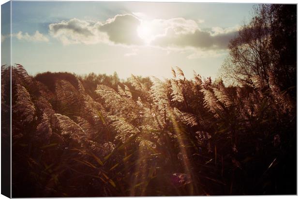 Reed in warm sunlight Canvas Print by youri Mahieu