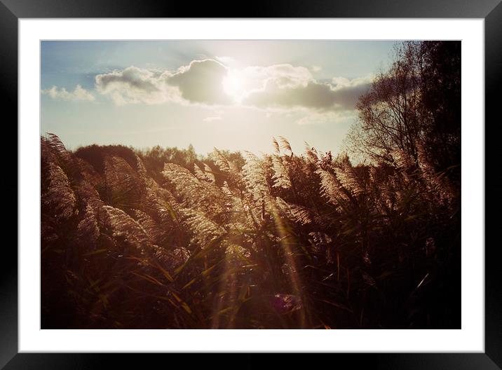 Reed in warm sunlight Framed Mounted Print by youri Mahieu