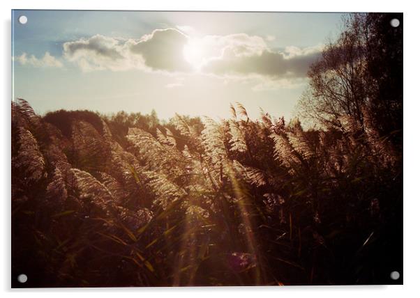 Reed in warm sunlight Acrylic by youri Mahieu