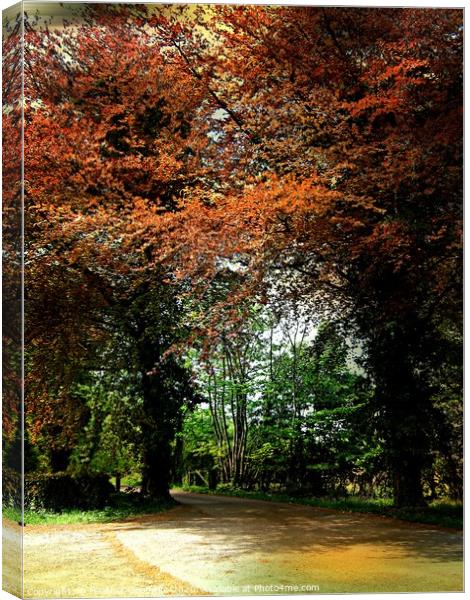 The Copper Beeches Canvas Print by Heather Goodwin