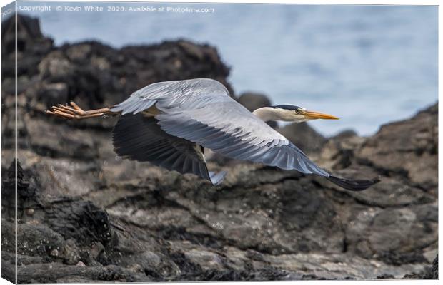 Heron on a mission Canvas Print by Kevin White