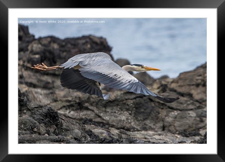 Heron on a mission Framed Mounted Print by Kevin White