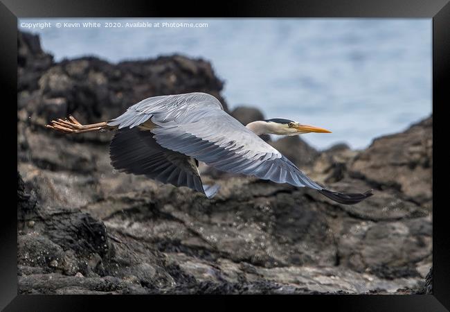 Heron on a mission Framed Print by Kevin White