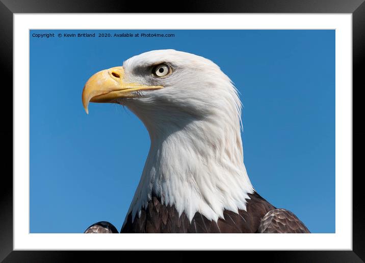 american bald eagle  Framed Mounted Print by Kevin Britland