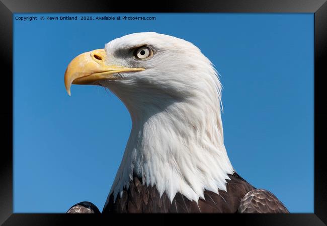 american bald eagle  Framed Print by Kevin Britland