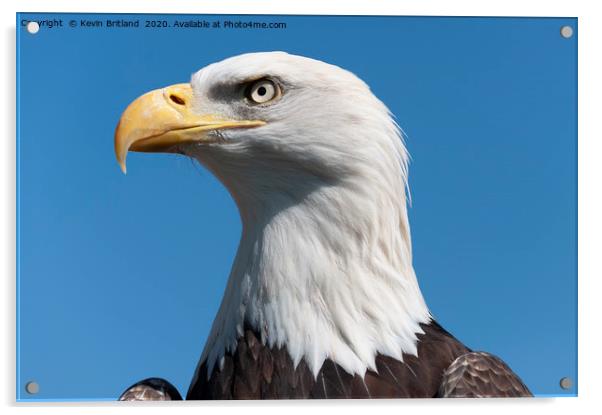 american bald eagle  Acrylic by Kevin Britland