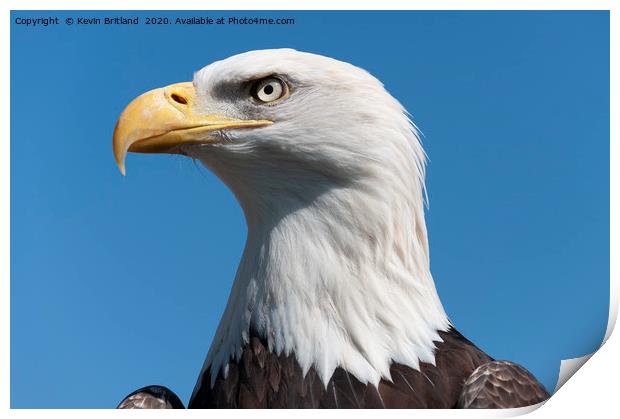 american bald eagle  Print by Kevin Britland