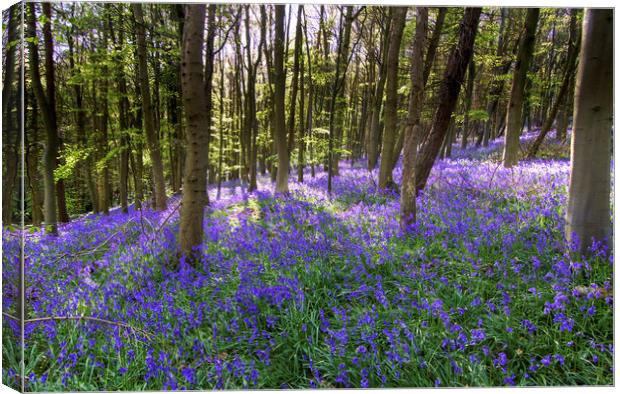 Bluebells at Bothal Woods Northumberland Canvas Print by David Thompson