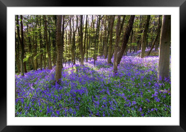 Bluebells at Bothal Woods Northumberland Framed Mounted Print by David Thompson