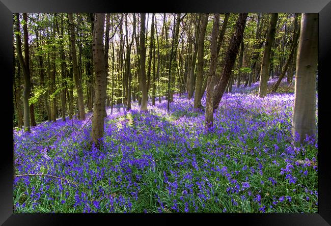Bluebells at Bothal Woods Northumberland Framed Print by David Thompson