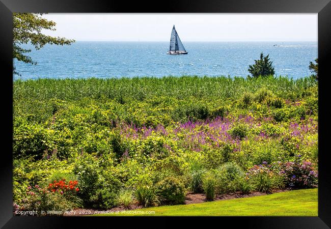 Padnaram Summer Sailboats Ocean Flowers Dartmouth  Framed Print by William Perry