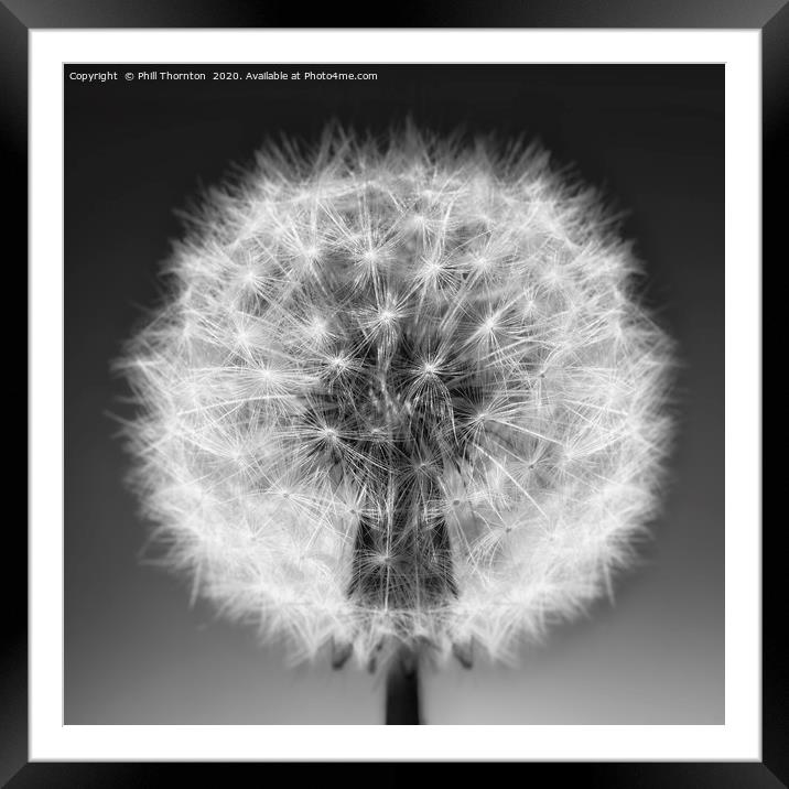 Close up of a Dandelion seed head. No. 4. Framed Mounted Print by Phill Thornton
