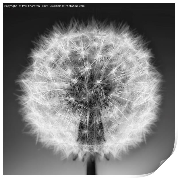 Close up of a Dandelion seed head. No. 4. Print by Phill Thornton