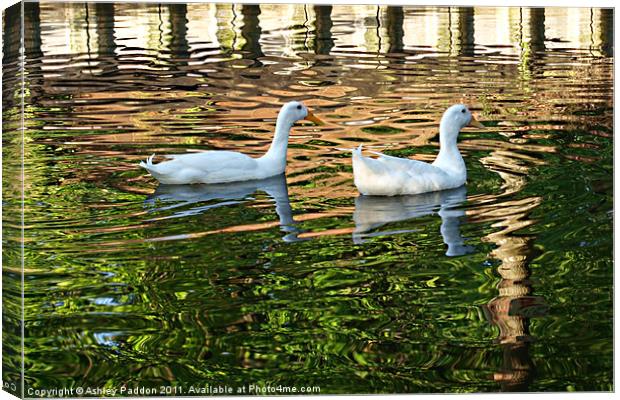 White ducks in ripples Canvas Print by Ashley Paddon