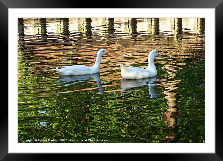 White ducks in ripples Framed Mounted Print by Ashley Paddon