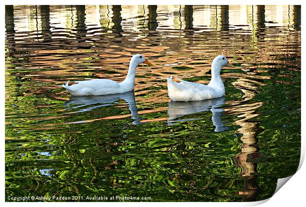 White ducks in ripples Print by Ashley Paddon