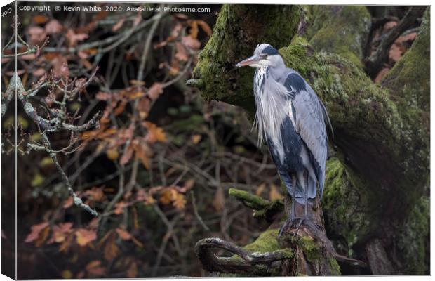 grey heron sitting on perch Canvas Print by Kevin White