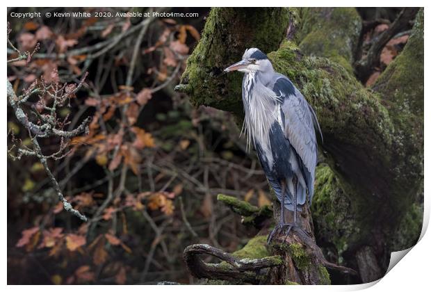 grey heron sitting on perch Print by Kevin White