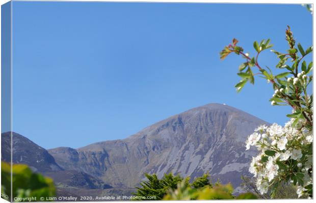 Croagh Patrick in the Summer Sun Canvas Print by Liam Neon